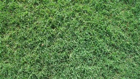 Best Types Of Grass For South Louisiana