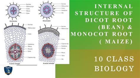 Internal Structure Of Dicot Root Bean And Monocot Root Maize 10