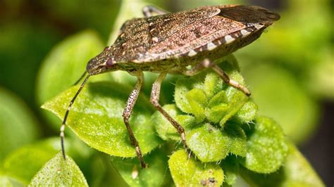 How To Get Rid Of Stink Bugs Identification And Control Guide Pest