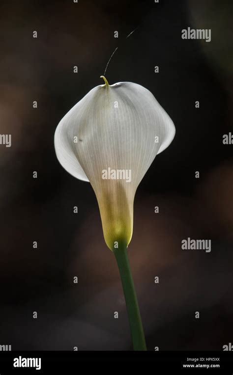 Calla Lily Known As Arum Lily Zantedeschia Aethiopica Stock Photo Alamy