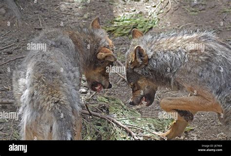 European Grey Wolves Fightingsnarling Stock Photo Alamy