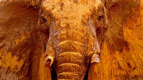 Bbc Earth The Truth About Elephants