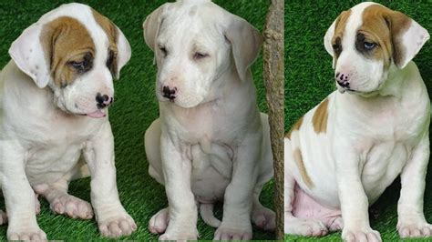 Bully kutta puppies needs special training to develop a bond with its owner in contrast to other breeds. Bully kutta puppies for sale - YouTube