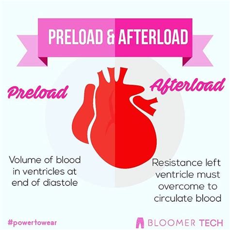 This Is An Example Of Preload And Afterload Heart Hearthealth