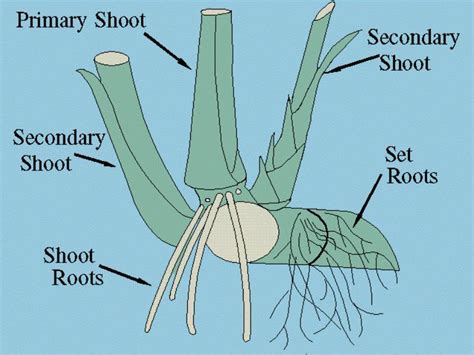 Root Morphology Of Sugarcane Agropedia