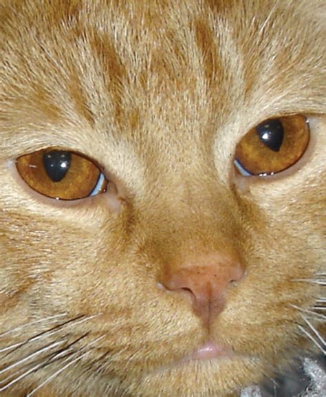 Congenital Portosystemic Shunts In Cats Investigation Diagnosis And