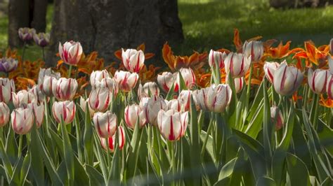 Tulips With Red White Petals Growing On Green Grass Stock Image