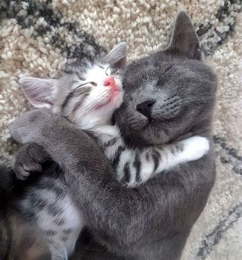 Wholesome Cats Cuddling And Loving Each Other Cat Cuddle Kitten