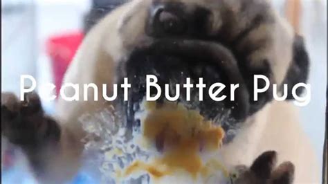 The Cutest Pug Puppy And Peanut Butter Video Youtube