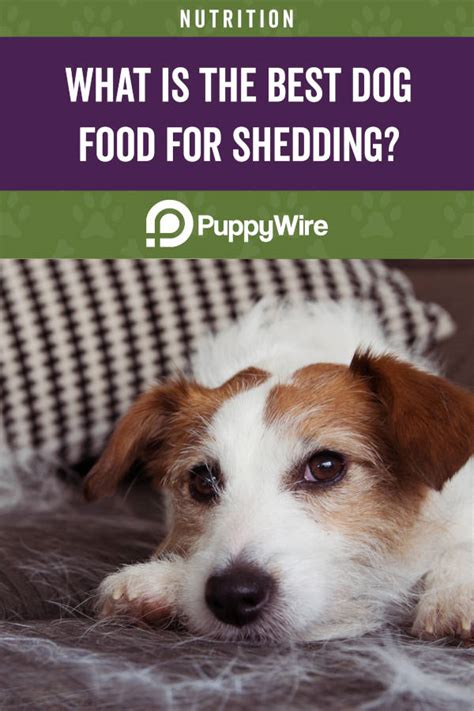 Add a tablespoon of olive oil to your dog's food every day. What is the Best Dog Food for Shedding and Dry Skin?