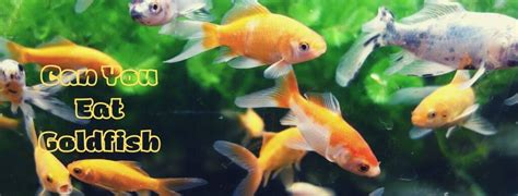 Can You Eat Goldfish True History Of Goldfish Eating