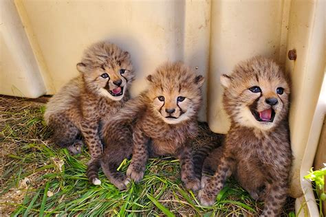 Four Adorable Cheetah Cubs Have Just Been Named By The Public