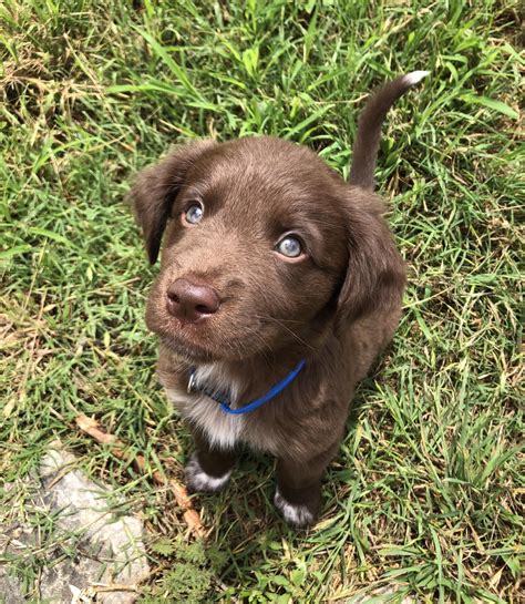 Australian shepherd and border collie mix training. 77+ Australian Shepherd Mix Puppies - l2sanpiero