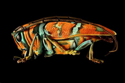 Microsculpture - The insect photography of Levon Biss