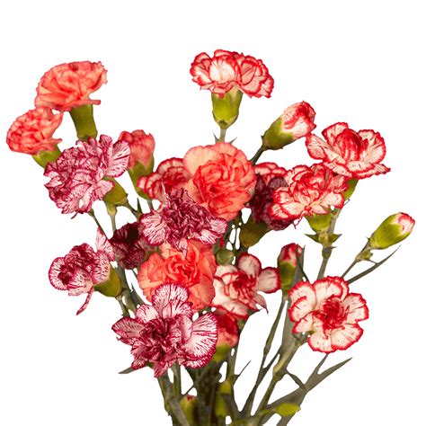 100 Stems Of Bi Color Spray Carnations Beautiful Fresh Cut Flowers