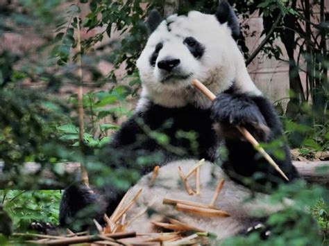 Experience A Rare Chance To See Giant Pandas