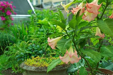Growing And Overwintering Angels Trumpet Brugmansia