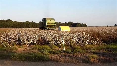 Cotton Harvest At Pickens Arkansas Video Youtube