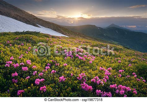 Summer Flowers In The Mountains At Sunset Rhododendron Bush Flowers In
