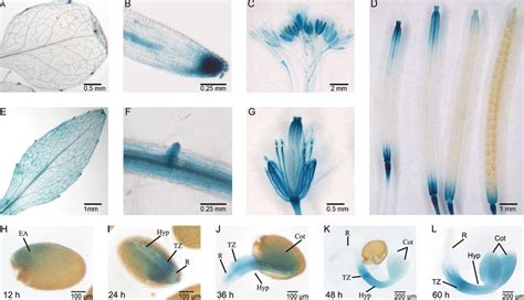 Histochemical Localization Of Gus Expression In Arabidopsis Transformed