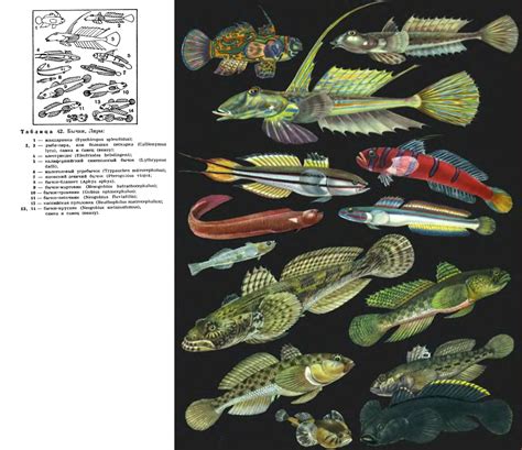 Семейство Бычковые Gobiidae это Что такое Семейство Бычковые