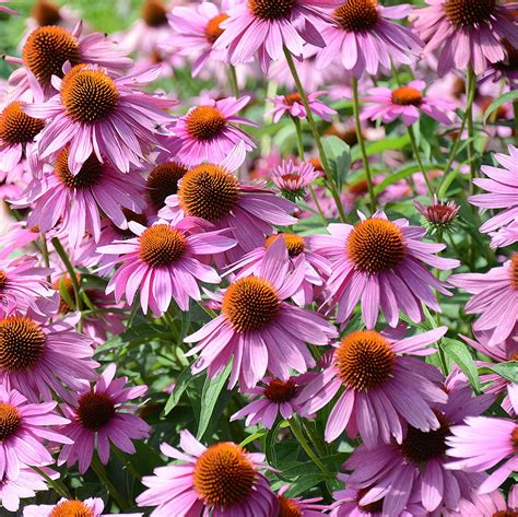 60 Echinacea Purple Coneflower Seeds Honest Seed Co