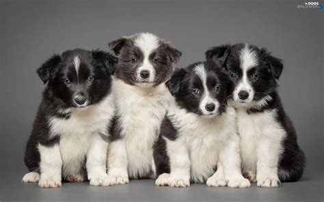 Border Collie Puppies Dogs Wallpapers 1920x1200