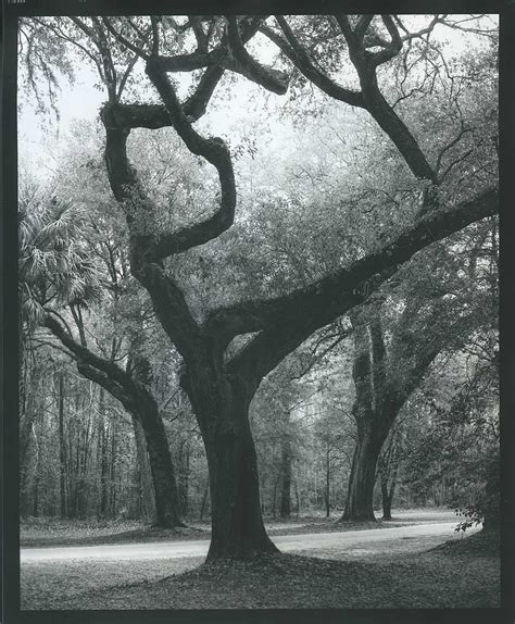 Low Country Trees Near Charleston Limited Edition