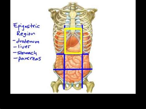 The human abdomen is divided into quadrants and regions by anatomists and physicians for the purposes of study, diagnosis, and treatment. 1.5e Anatomical Terminology_ Abdominopelvic regions and ...