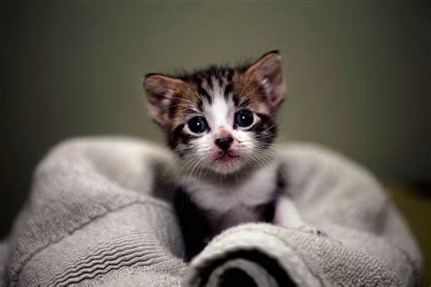 Cute Kittens Wallpapers For Mobile Wallpaper Cave