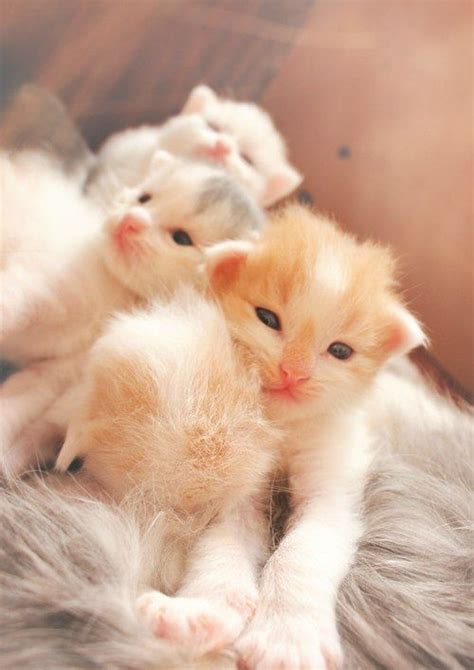 Kitteh Kats Cute Cats Cuddly Animals Kittens Cutest