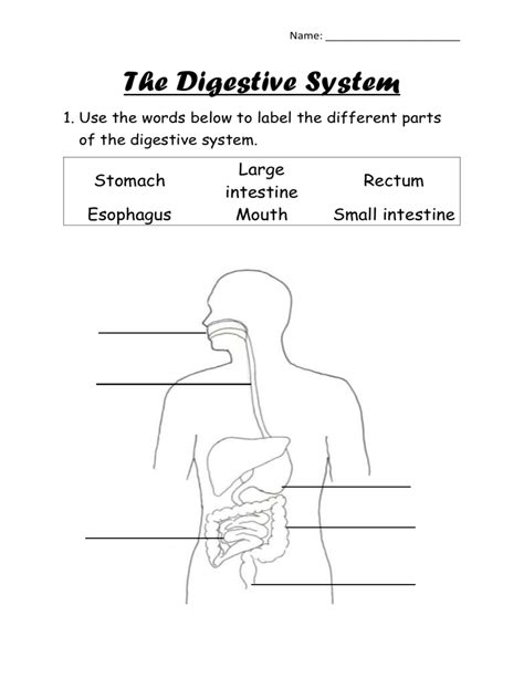Digestive System Label