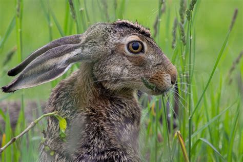 European Hare By Wildplanetphotomagazine On 500px Animals Beautiful