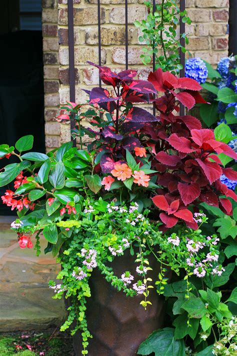 Part Shade Container Combines Both Blooms And Leaves For Color Texture