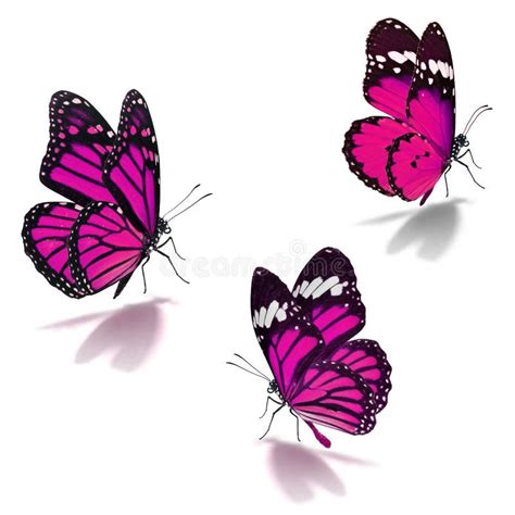 Three Pink Monarch Butterfly Stock Photo Image Of Insect Macro 54289084