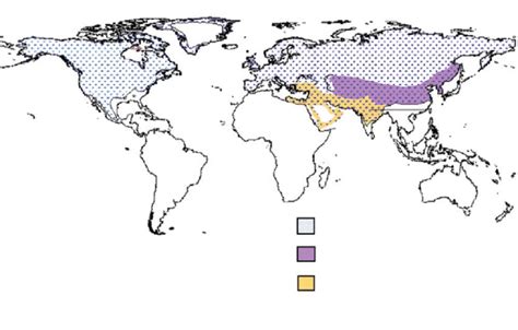 Map Of Wolf Distribution In The Northern Hemisphere Showing Historical