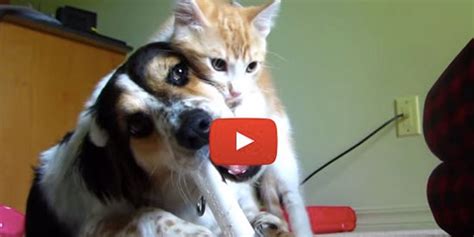 Kitten Demands To Play While Dog Tries To Enjoy Her Bone Love Meow