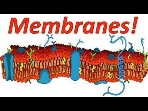 Pin on Science for Secondary Grades: Biology, Chemistry, Physics and more!