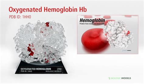 Oxygenated Hemoglobin Hb Biologic Models