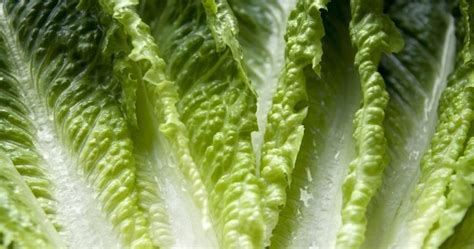 Romaine Lettuce E Coli Outbreak Prompts Warning For Areas Of Canada
