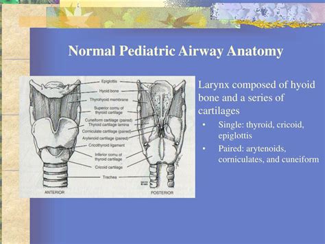 Ppt Basics Of Pediatric Airway Anatomy Physiology And Management
