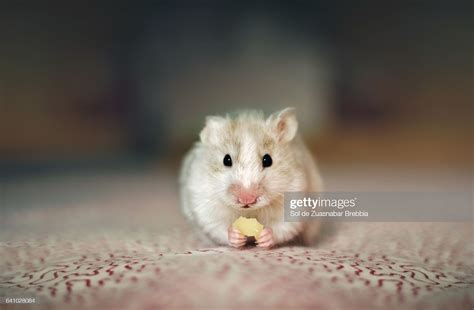 White And Brown Hamster Eating Cheese And Looking At The Camera High