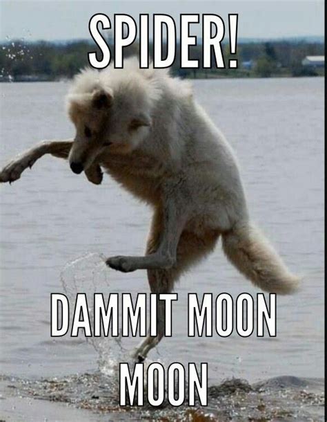 Pin By Ajeng Devita On Doggo Moon Moon Memes Wolf Dog Funny Animals