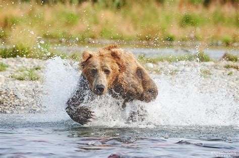 Brown Bears Of Summer Expeditions Alaska