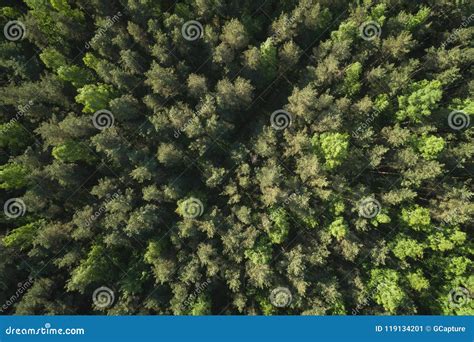 Aerial Top View View Of Mixed Forest On A Sunny Summer Day Stock Image