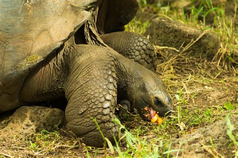 Everything you need to know about. Tortoises Are Herbivorous Animals With A Diet Comprising ...