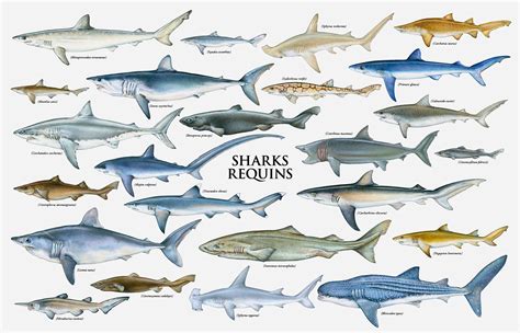 Shark Week Shark Identification Animali Pesce Natura
