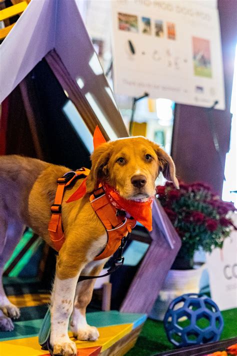 We did not find results for: CG&S At Barkitecture 2019 - CG&S Design-Build