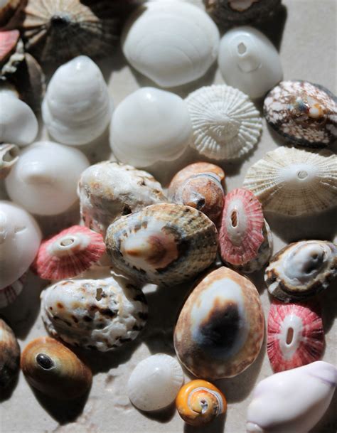 Sea Shell Supply Tiny Shells From California Beaches Shells Etsy