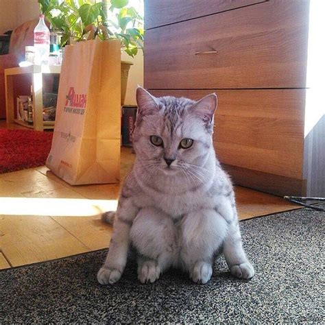 Some Cats Have Never Quite Mastered The Art Of Sitting Properly I Can